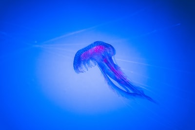 蓝水母水下摄影